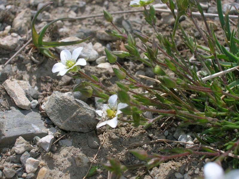 Minuartia verna